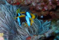 Seeing Double. 
These 2 anenome fish nest gracefully tog... by Lisa Lappe 